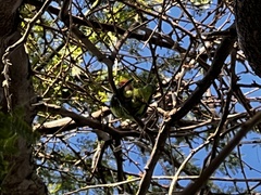 Agapornis roseicollis