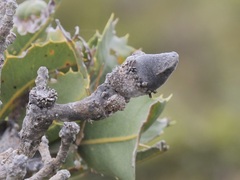 Banksia ilicifolia