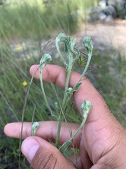 Chrysopsis gossypina
