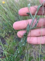 Chrysopsis gossypina