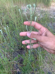 Chrysopsis gossypina