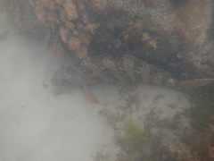 Goniistius rubrolabiatus