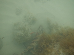 Goniistius rubrolabiatus