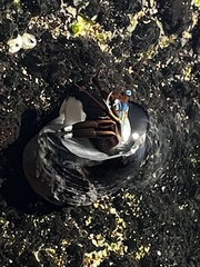 Calcinus laevimanus