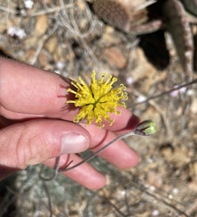 Hymenopappus filifolius lugens