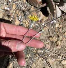 Hymenopappus filifolius lugens
