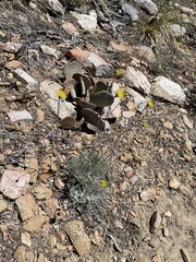 Hymenopappus filifolius lugens