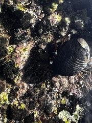 Calcinus laevimanus