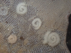 Corambe pacifica