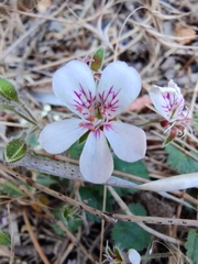 Pelargonium australe