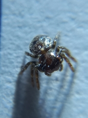 Thomisidae