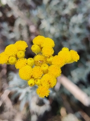 Chrysocephalum semipapposum