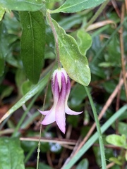 Billardiera mutabilis