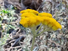 Chrysocephalum semipapposum