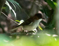 Hemixos castanonotus