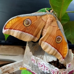 Antheraea paphia