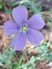 Linum marginale