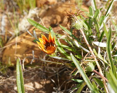 Gazania × splendens
