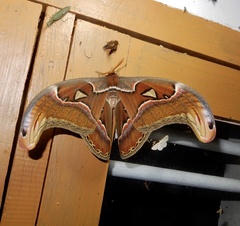Attacus taprobanis