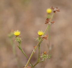 Centaurea melitensis
