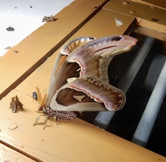 Attacus taprobanis