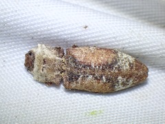 Agrypnus ornatus
