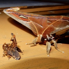 Attacus taprobanis