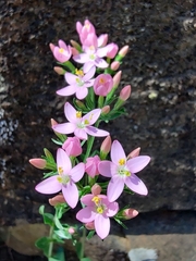 Centaurium erythraea