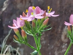 Centaurium erythraea