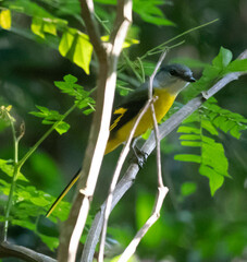 Pericrocotus solaris