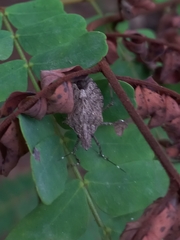 Neohalys serricollis