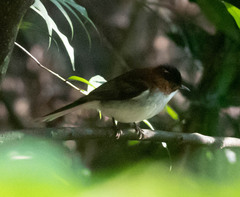 Hemixos castanonotus