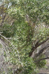 Myoporum platycarpum