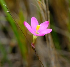 Ixia monticola