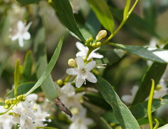 Myoporum platycarpum