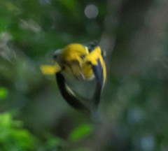 Pericrocotus solaris