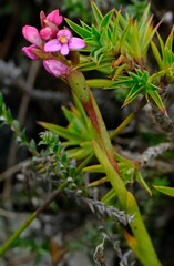 Disa vaginata