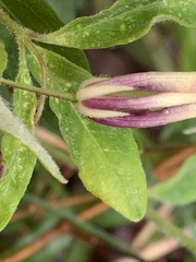 Billardiera mutabilis