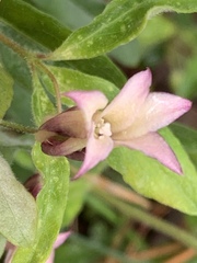 Billardiera mutabilis