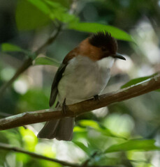 Hemixos castanonotus