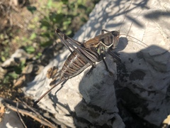 Gampsocleis gratiosa