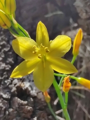 Bulbine bulbosa