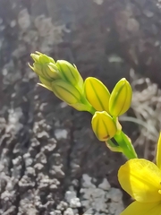 Bulbine bulbosa