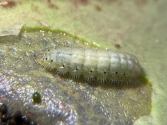 Talicada nyseus