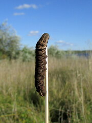 Deilephila porcellus