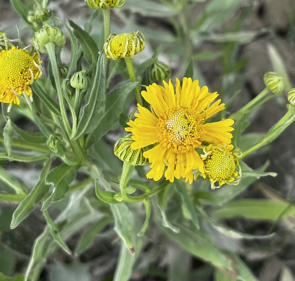 common sneezeweed from Sunridge, Lethbridge, AB, CA on July 15, 2022 at ...