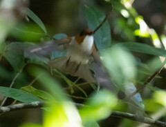 Hemixos castanonotus