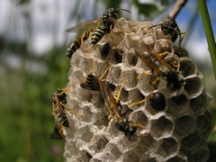 Polistes albellus