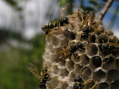 Polistes albellus