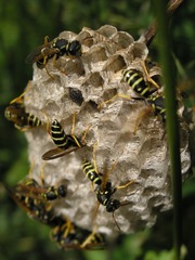 Polistes albellus